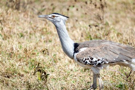 50 Beautiful African Birds: A Safari Photo Guide