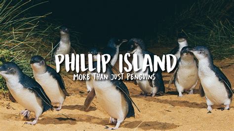 Phillip Island, Australia: More Than Just Penguins | The Travel Intern - YouTube