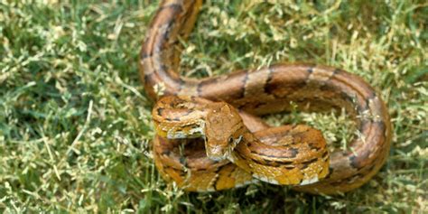 Corn snake | Smithsonian's National Zoo