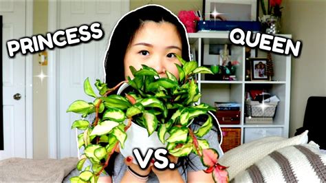 Hoya Carnosa Krimson Princess vs Queen | Plant Care Comparison - YouTube