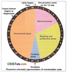 Phases of Menstrual Cycle and Oestrous Cycle - Role of Hormones - CBSE Tuts