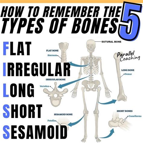 Types Of Irregular Bones