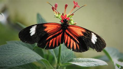 Costa Rica: Postman Butterfly - Essex Media & Explorations