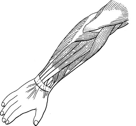 Label and Color the Muscles of the Arm (Extensors)