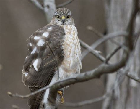 Juvenile Sharp-shinned hawk. - Birds and Blooms