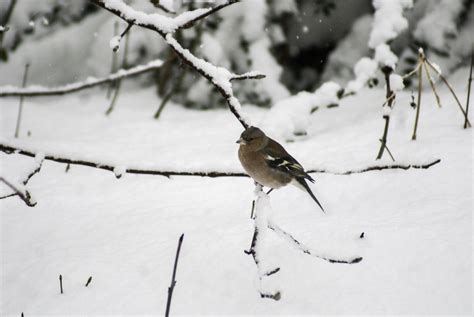 Free Images : tree, nature, branch, blossom, snow, cold, wood, white ...