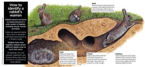 Rabbit Warren | Rabbit, Rabbit burrow, Rabbit facts