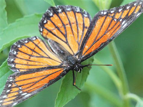 Viceroy – Mimicry – DFW Urban Wildlife