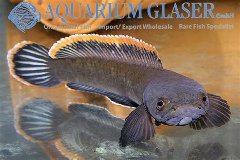 Channa sp. Laos Fireback - Aquarium Glaser GmbH