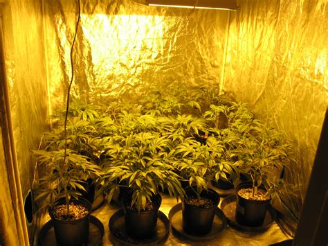 Go, Glow, Grow - Advantages of Marijuana Indoor Grow Room