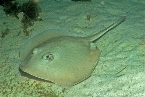 Trygonoptera testacea (Common stingaree)