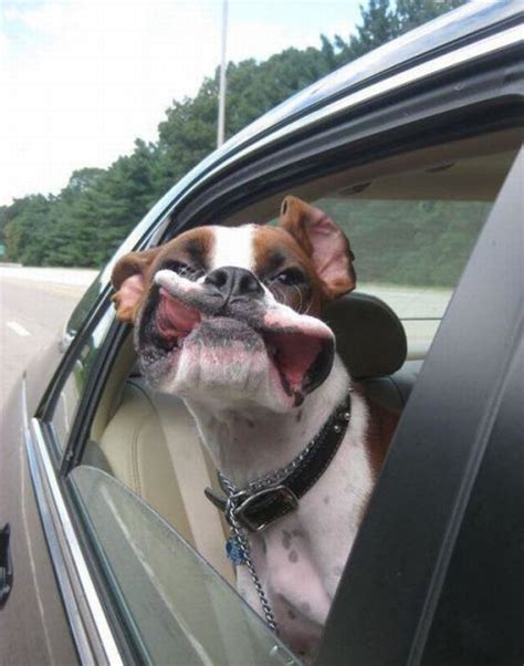 Dog Car Window – 1Funny.com