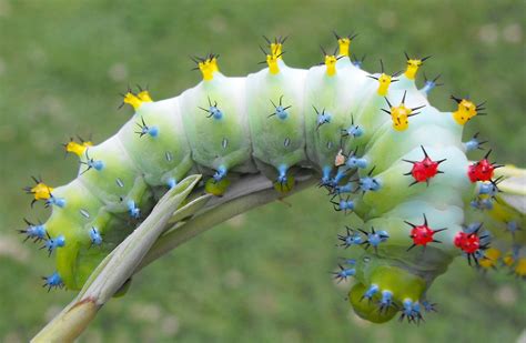 Cecropia Moth Caterpillar