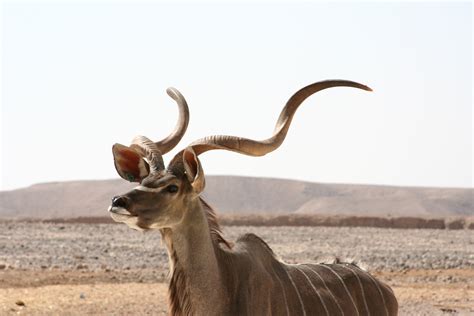 Free Images : nature, male, wildlife, horn, africa, mammal, fauna, savanna, gazelle, vertebrate ...