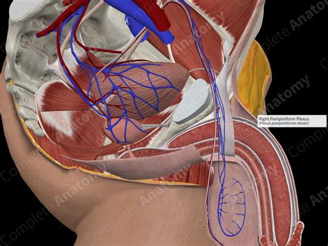 Right Pampiniform Plexus | Complete Anatomy