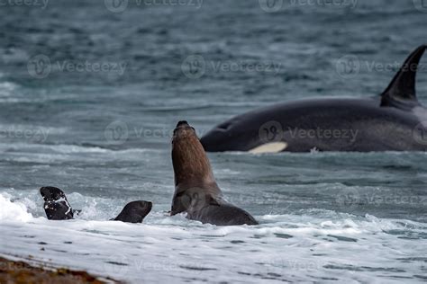 Orca killer whale attack a seal on the beach 12008921 Stock Photo at ...