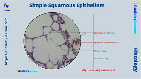 Simple Squamous Epithelium under a Microscope with a Labeled Diagram » AnatomyLearner >> The ...