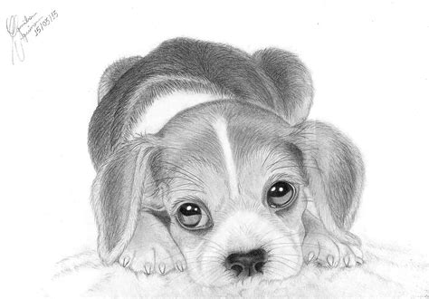 Beagle Puppy by Triskl3 on DeviantArt