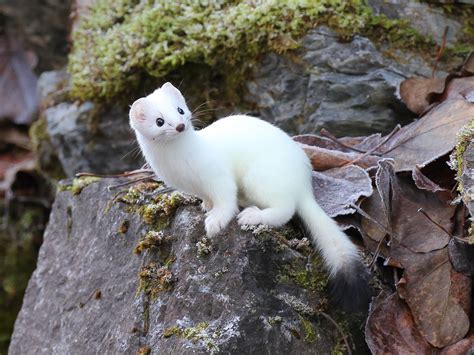 Curious Ermine in Haines, Alaska