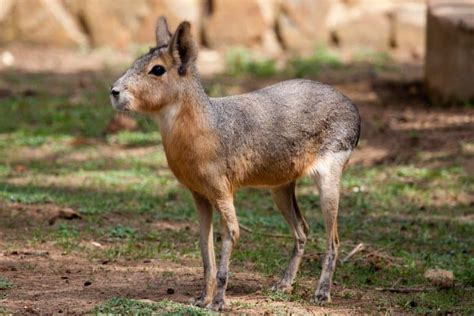 10 Patagonian Mara Facts - Fact Animal