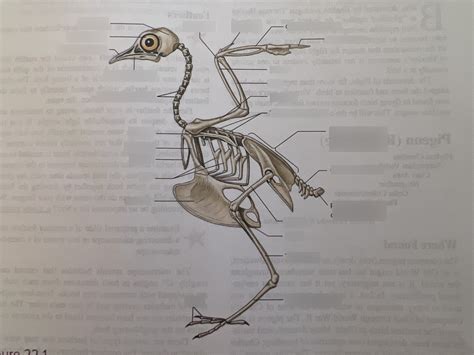 Pigeon Skeleton Diagram | Quizlet