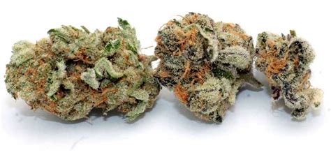 Best Medical Strains & What to Look For! | Grow Weed Easy