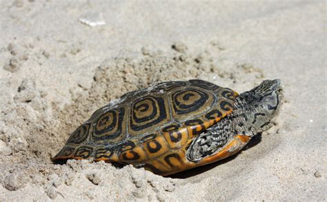 The weary diamondback terrapin’s latest foe: phragmites | Coastal Review