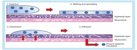 Showing Mechanism of Action. | Download Scientific Diagram