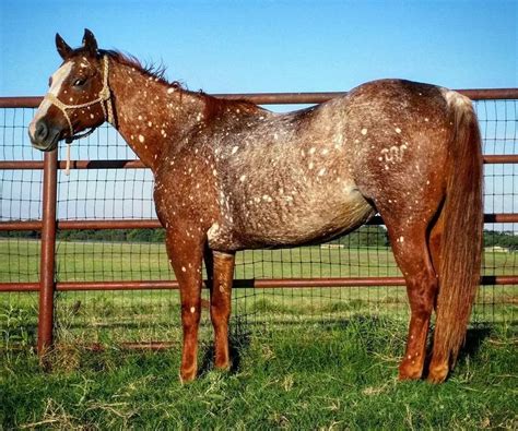 Appaloosa chestnut snowflake with leopard complex roaning | Horses ...