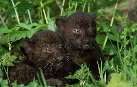 Black Panther, Panthera Pardus, Cub Laying on Grass Stock Photo - Image of head, panther: 196303206