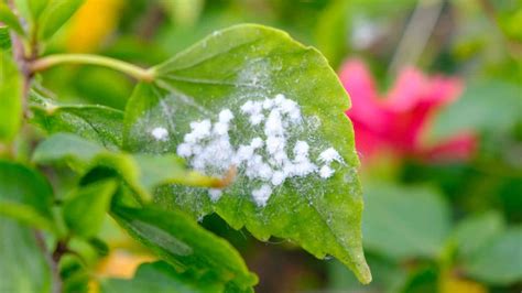 How to Identify and Control Woolly Aphids (Complete Guide)