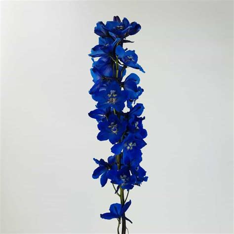 DELPHINIUM - DARK BLUE - Wholesale Bulk Flowers - Cascade Floral