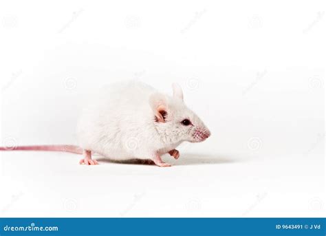 White mouse stock image. Image of portrait, hair, concept - 9643491