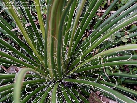 PlantFiles Pictures: Agave Species, Twin Flower Agave, Twin Flower Century Plant, Maguey (Agave ...