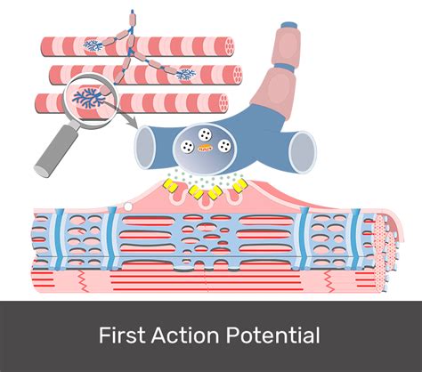 Excitation-Contraction Coupling