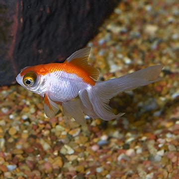 Telescope Goldfish, Assorted: Tropical Fish for Freshwater Aquariums