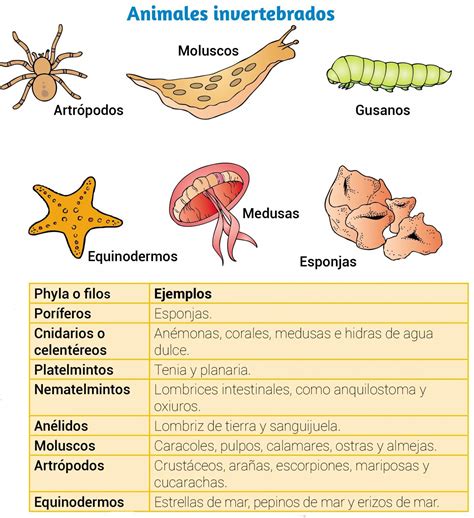 6 Grupos De Animales Invertebrados - Uno