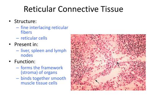 Reticular Connective Tissue Structure