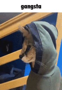 Gangsta Cat GIFs | Tenor