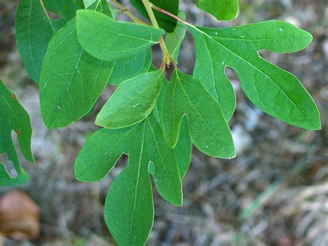 Sassafras albidum (Sassafras) | Master Gardeners of Northern Virginia