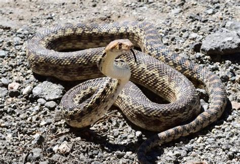 Gopher Snakes | Are They Poisonous? - Pest Samurai