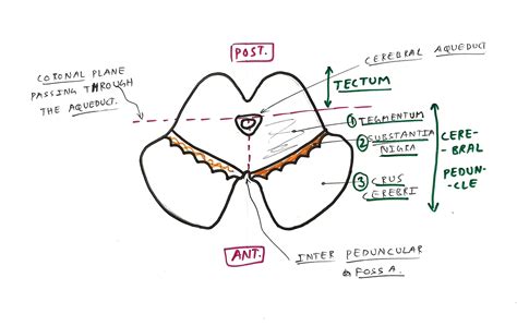 Midbrain - TCML - The Charsi of Medical Literature