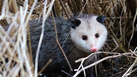 I’ve Stayed Silent for Too Long: Opossums Deserve Our Love – Mother Jones