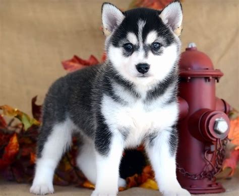 Alaskan Klee Kai Puppies For Sale | Spokane, WA #157245