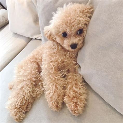 Pin on The Dogs | Cute baby animals, Cute dogs, Poodle puppy