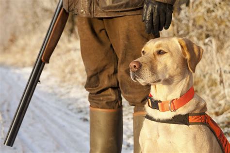 Hunting Dog Profile: The Lovable, Versatile Labrador Retriever | GearJunkie