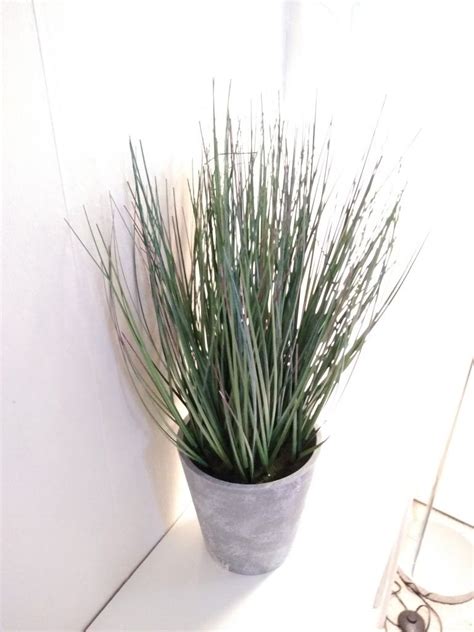 Indoor grass houseplant Houseplant, Grass, Indoor, Plants, Interior ...