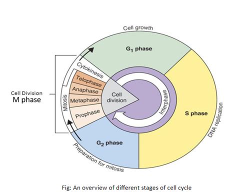 The M phase of the cell cycle consist ofA. G1, S, and G2 phaseB ...