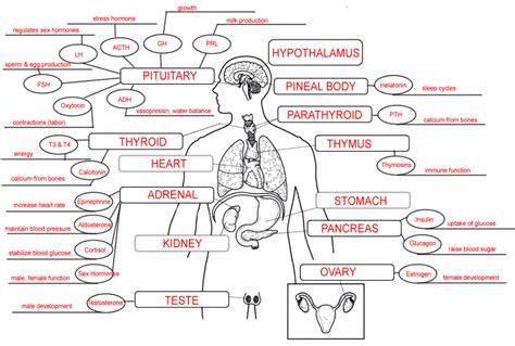 The Human Endocrine System Glands Worksheets