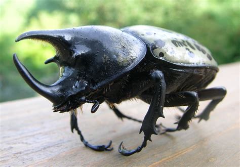 All About Wild Life Information: Hercules Beetle Info and Pictures